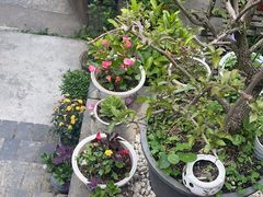 -姚家豆花