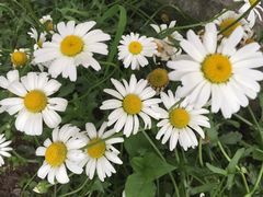 -西岭雪山大飞水景区