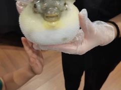 -肆月河豚·新淮扬(金融街店)