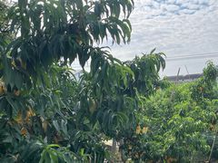 -老袁家蜜桃农场·阳山水蜜桃