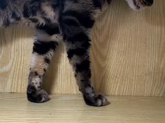 -平行世界·猫咖(首经贸店)