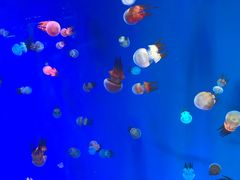 景点-上海海昌海洋公园