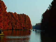 -上海海湾国家森林公园