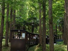 -黄海国家森林公园