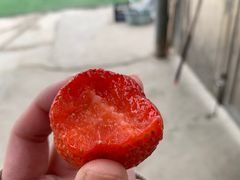 -小鱼草莓采摘园农家乐·小鱼餐厅