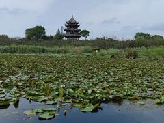 -上海海湾国家森林公园