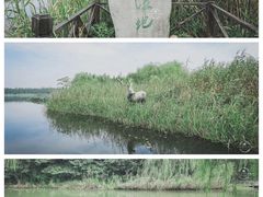 -溱湖国家湿地公园