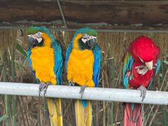 -西霞口神雕山野生动物世界