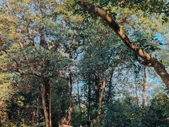 -火炉山森林公园