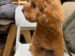 -大型宠物商超·宠海王国·宠物猫狗活体·用品·美容(新世界百货重庆店)