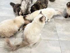-楼上猫咖(罗湖店)