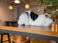 -Cappucimeow猫咪咖啡馆(韦伯时代店)