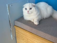 -喵宠乐园·撸猫互动·猫舍