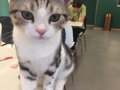-飞行喵MR PILOT|猫舍·猫咖(静安大融城店)