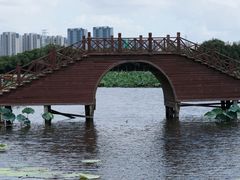 -荷塘月色湿地公园·向阳花洲