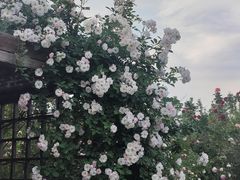 -祥源·阜阳生态乐园