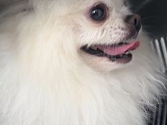 -美联众合动物医院·24h京西诊疗中心