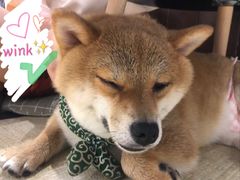 -逗柴咖啡屋·狗咖猫咖宠物桌游