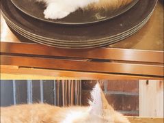 -more than meow吴止猫主题餐厅(承德 中船汇店)