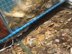 -港畔赶海蒸汽海鲜烧烤自助(仙螺岛店)
