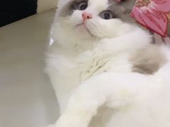 -联合动物医院(光谷诊疗中心)