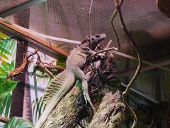 -正佳雨林生态植物园