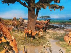 -国家自然博物馆