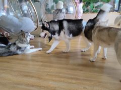 -Husky Go! 哈士奇体验馆·宠物咖啡厅狗咖