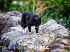 -静安公园(静安寺街道)