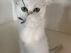 -东方名猫馆·英短金渐层布偶猫舍(环线广场1号楼店)