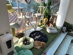 -有猫主题·治愈系猫咖(曾厝垵店)