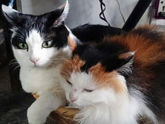 android_upload_pic-Anne猫窝咖啡屋