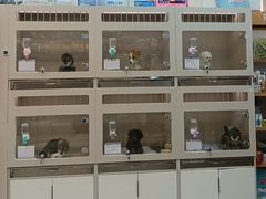 -唐小姐の私宠·宠物洗护美容·撸猫馆·购宠(周浦万达旗舰店)