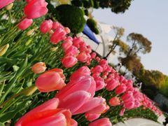 -上海鲜花港