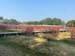 -南国桃园旅游度假区