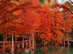 -昆山城市生态森林公园