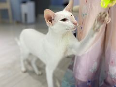 -喵的天空名猫咖啡馆·撸猫·猫舍·用品