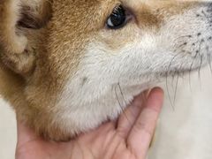 -共舞时光猫咖·狗咖(新街口店)