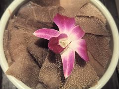 -掂档潮汕牛肉火锅(cityon熙地港店)