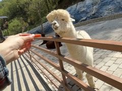 -栾川竹海野生动物园