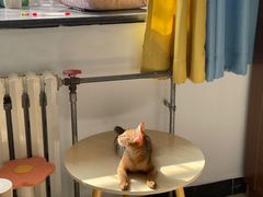-猫十亿·布偶金渐层·曼基康矮脚猫舍(青年路店)
