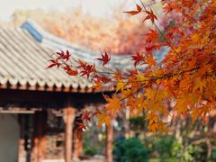 -秋霞圃