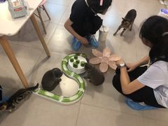 -三花喵·撸猫购宠·宠物生活馆(虹桥南丰城店)