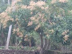 -三亚亚龙湾红树林度假酒店