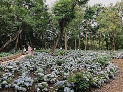 -上海共青森林公园