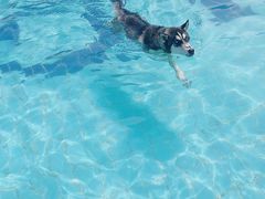 -趣玩宠物乐园寄养训犬训狗游泳池