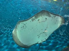 -上海海洋水族馆