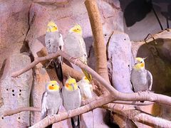 -正佳雨林生态植物园