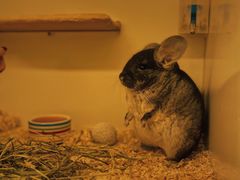 -龙猫仔乐园(惠福东路店)