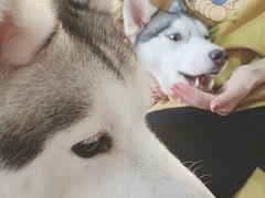 -Husky Go! 哈士奇体验馆·宠物咖啡厅狗咖